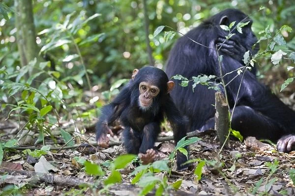 Chimpanzee - one year old infant - tropical forest - Western Uganda - Africa
