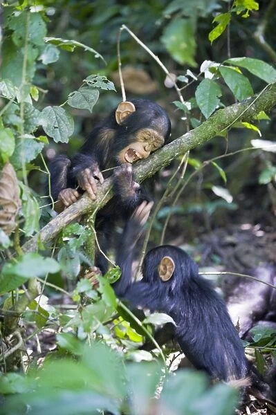 Chimpanzee - one year old infants playing in tree - tropical forest - Western Uganda - Africa