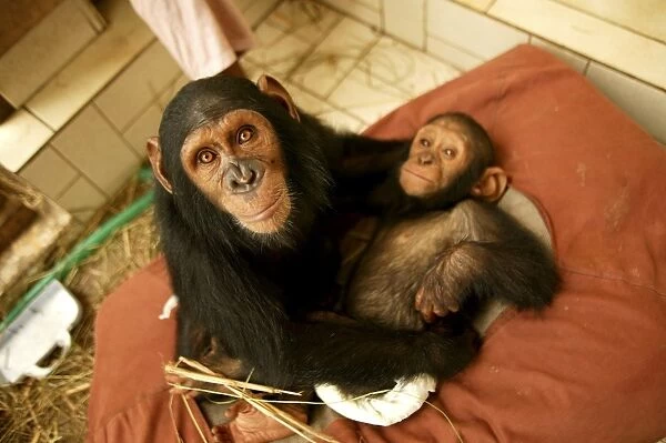 Chimpanzee With young Chimpanzee on bed at Orphanage  /  Nursery for young chimpanzees Congo, Central Africa
