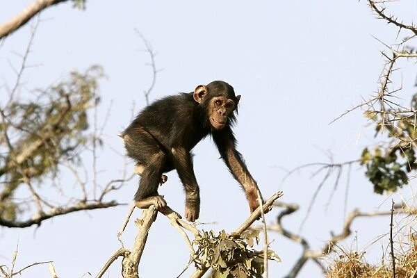Chimpanzee - young climbing in tree. Chimfunshi Chimp Reserve - Zambia - Africa