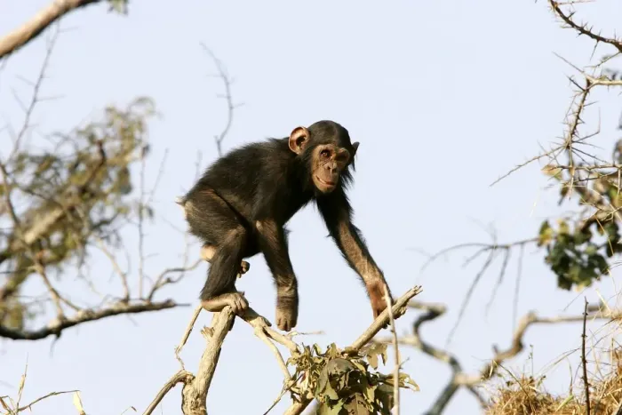Framed Print : Chimpanzee - young climbing in tree. Chimfunshi Chimp Reserve - Zambia - Africa Framed Print : Chimpanzee - young climbing in tree. Chimfunshi Chimp Reserve - Zambia - Africa