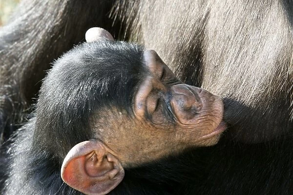 Chimpanzee - young suckling. Chimfunshi Chimp Reserve - Zambia - Africa