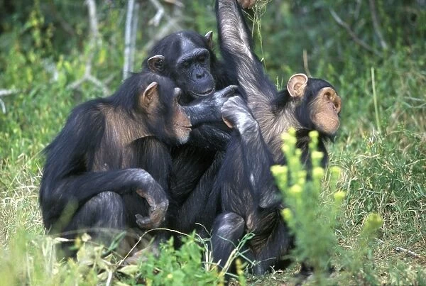 Chimpanzees Grooming each other Tanzania