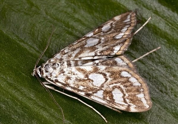 China Mark Moth - adult - Larvae are aquatic - Dorset