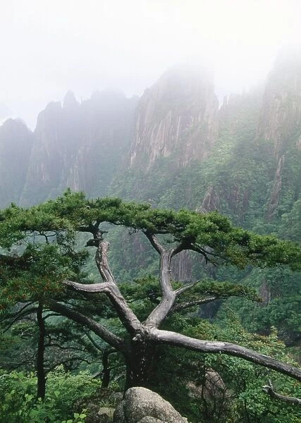 China - Pine (Pinus huangshanensis) endemic Mt Huangshan Yellow Mountains, China