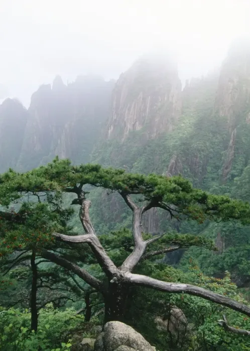Framed Print : China - Pine (Pinus huangshanensis) endemic Mt Huangshan Yellow Mountains, China Framed Print : China - Pine (Pinus huangshanensis) endemic Mt Huangshan Yellow Mountains, China