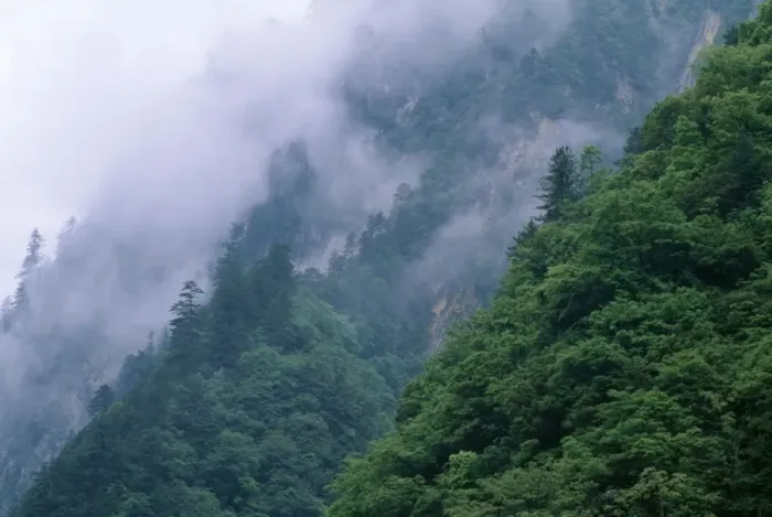 Framed Print : China Sichuan Province Wolong Reserve. (Stronghold of Giant Panda) Mixed Forest (Deciduous & Conifers) Framed Print : China Sichuan Province Wolong Reserve. (Stronghold of Giant Panda) Mixed Forest (Deciduous & Conifers)