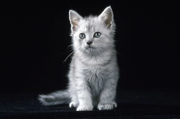 Chinchilla Cat - kitten