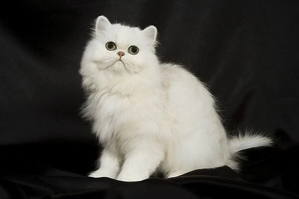 Chinchilla Persian Cat - kitten