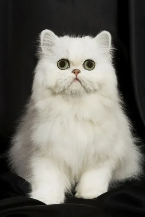 Framed Print : Chinchilla Persian Cat - kitten Framed Print : Chinchilla Persian Cat - kitten