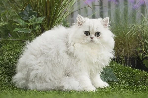 chinchilla Persian Cat kitten