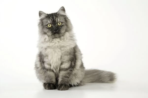 Chincilla X Persian. dark silver smoke Cat