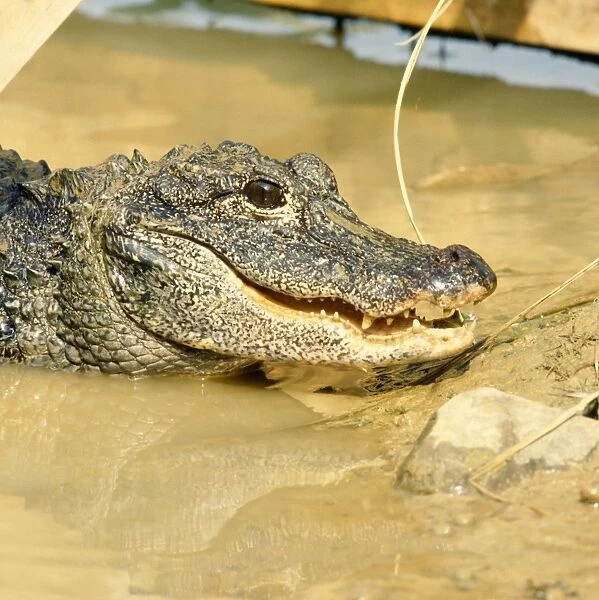 Chinese Alligator - emerging from water