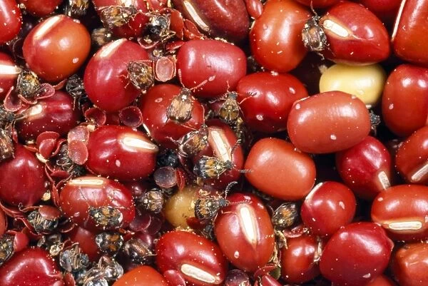 Chinese Bean Beetles - infestation in aduki beans