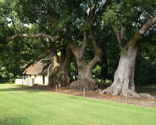 Chinese Camphor Tree - planted in 1700, declared National Monument 1943 Vergelegen, South Africa