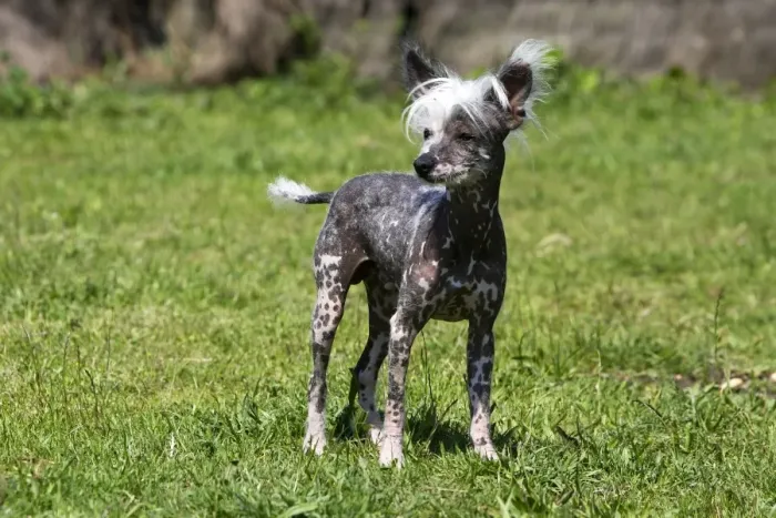 Framed Print : Chinese Crested Dog Framed Print : Chinese Crested Dog