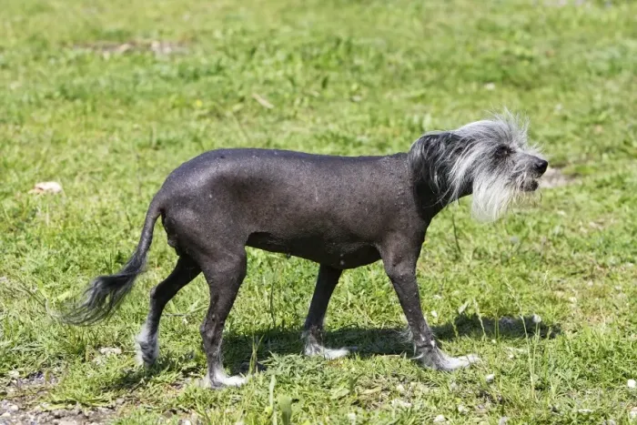 Framed Print : Chinese Crested Dog Framed Print : Chinese Crested Dog