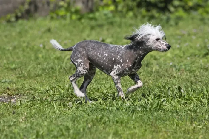 Framed Print : Chinese Crested Dog Framed Print : Chinese Crested Dog