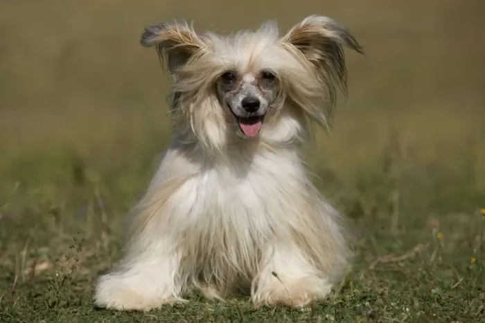 Framed Print : Chinese Crested Dog Framed Print : Chinese Crested Dog