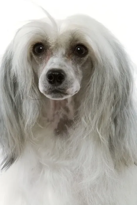 Framed Print : Chinese Crested Dog Framed Print : Chinese Crested Dog