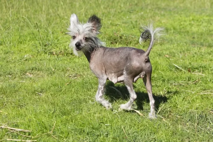 Framed Print : Chinese Crested Dog (Hairless) Framed Print : Chinese Crested Dog (Hairless)