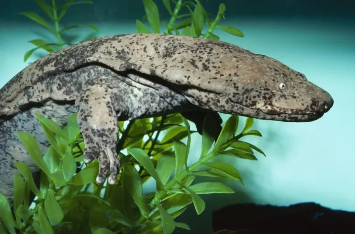 Framed Print : Chinese Giant Salamander - over one meter in length - Central China Framed Print : Chinese Giant Salamander - over one meter in length - Central China