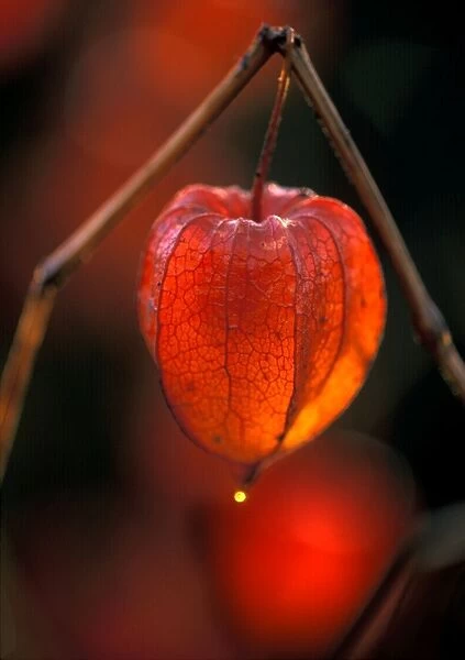 Chinese Lantern  /  Bladder Cherry  /  Winter Cherry - Dripping after early frost and back lit, January