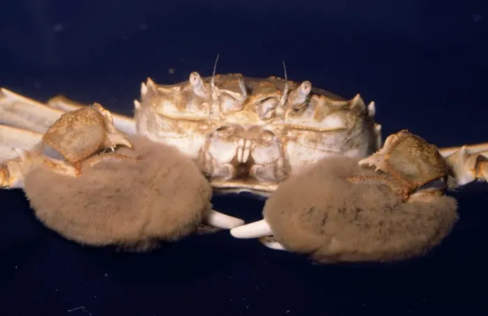 Framed Print : Chinese Mitten Crab Framed Print : Chinese Mitten Crab