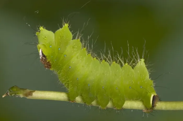 Framed Print : Chinese Moon Moth - Caterpillar Framed Print : Chinese Moon Moth - Caterpillar