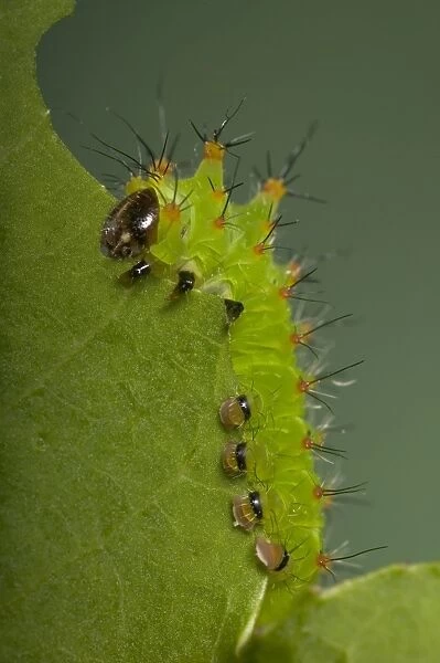 Chinese Moon Moth - Caterpillar eating a leaf