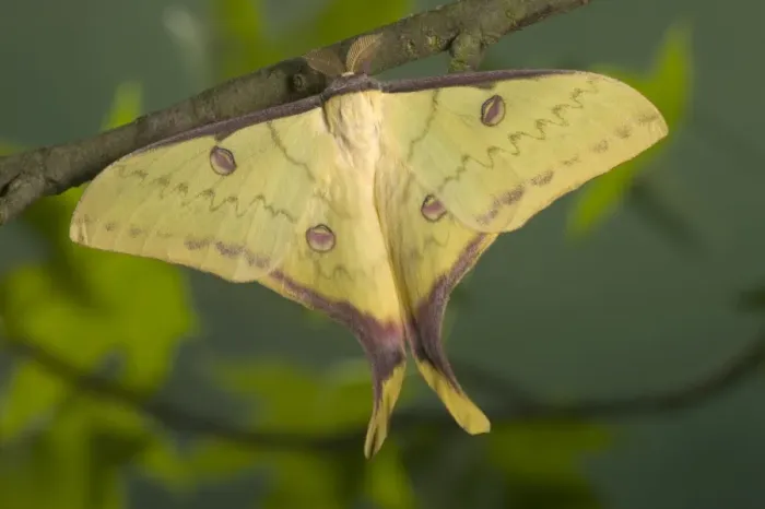 Framed Print : Chinese Moon Moth - Male Framed Print : Chinese Moon Moth - Male