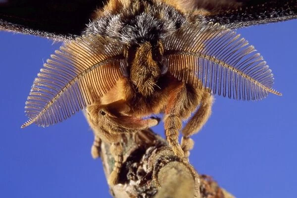 Chinese Oak Silk Moth - close-up