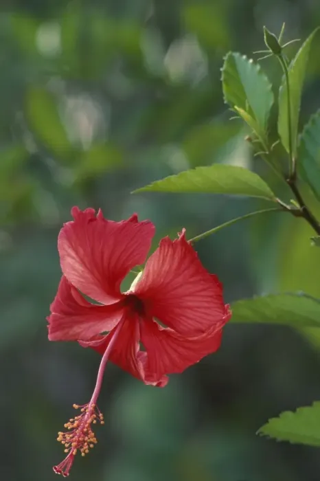 Framed Print : Chinese Rose Hibiscus Framed Print : Chinese Rose Hibiscus