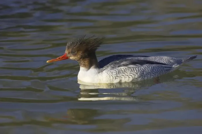 Framed Print : Chinese or Scaly Merganser - Female Mergus squamatus Arundel WWT Sussex, UK BI015223 Framed Print : Chinese or Scaly Merganser - Female Mergus squamatus Arundel WWT Sussex, UK BI015223