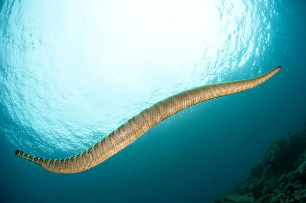 Chinese Sea Snake - swimming towards sun - Snake Ridge dive site, Manuk Island, Banda Sea, Indonesia Date: 24-Jul-19