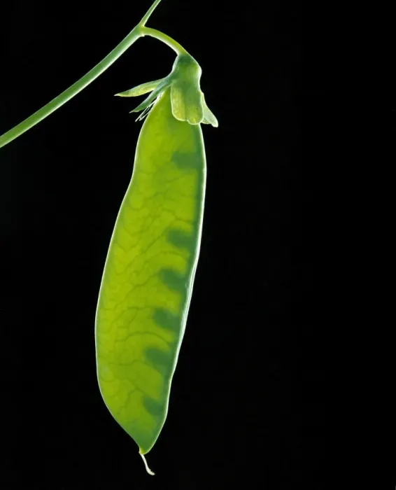 Framed Print : Chinese Snow Pea - Pod with young peas visible JPF12348 Framed Print : Chinese Snow Pea - Pod with young peas visible JPF12348