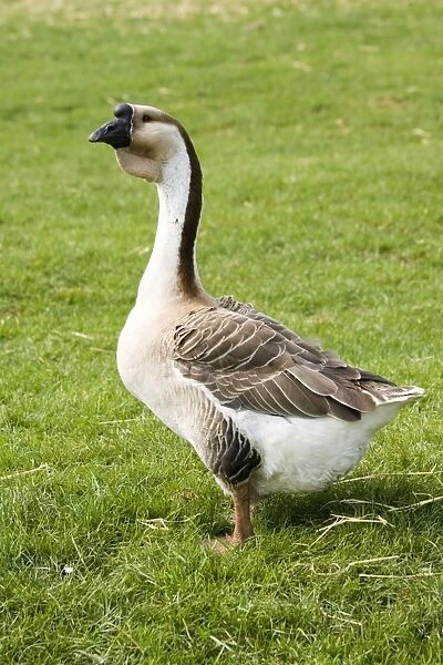 Chinese  /  Swan goose - bred from the Asian Swan goose at the Rare Breed Trust Cotswold Farm Park Temple Guiting near Stow on the Wold UK