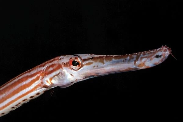 Chinese Trumpet Fish - Indo-Pacific: East Africa to Hawaii, north to Japan. Eastern and Central Pacific around many islands