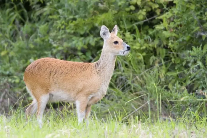 Framed Print : Chinese Water Deer - Buck Norfolk UK Framed Print : Chinese Water Deer - Buck Norfolk UK