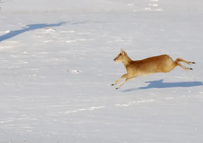 Framed Print : Chinese Water Deer - galloping in snow Framed Print : Chinese Water Deer - galloping in snow