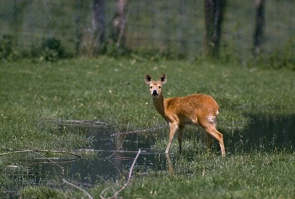Chinese Water Deer - Male in natural habitat