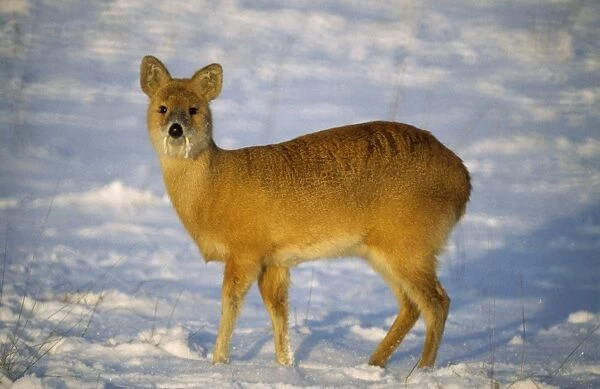 Chinese Water Deer - male in snow