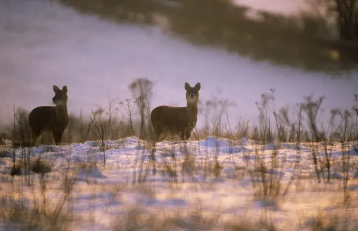 Framed Print : Chinese Water Deer - in snow Framed Print : Chinese Water Deer - in snow