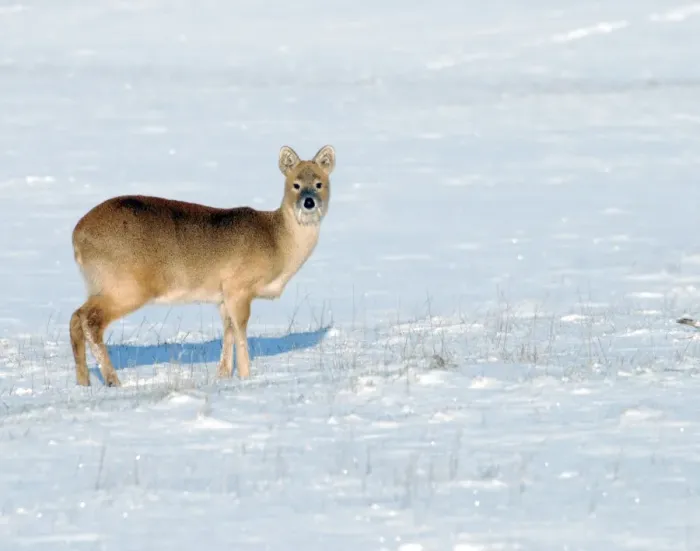 Framed Print : Chinese Water Deer - in snow Framed Print : Chinese Water Deer - in snow