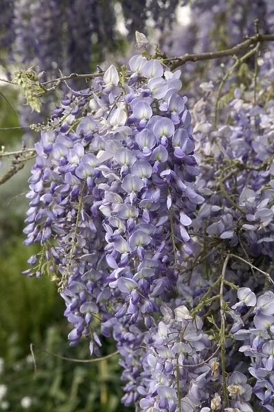 Chinese Wisteria - close-up of flowers