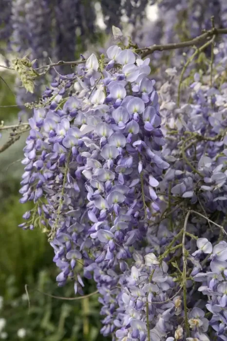 Framed Print : Chinese Wisteria - close-up of flowers Framed Print : Chinese Wisteria - close-up of flowers