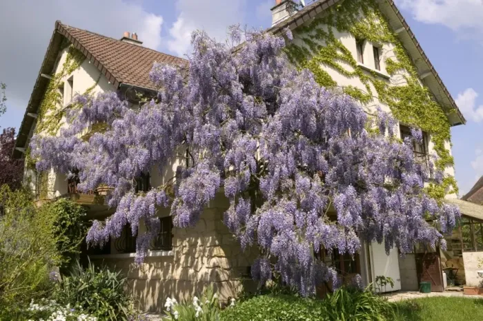 Framed Print : Chinese Wisteria - growing around a house. France Framed Print : Chinese Wisteria - growing around a house. France