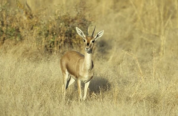Chinkara  /  Indian Gazelle Ranthambhor National Park, India