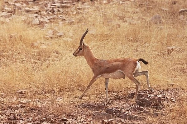 Chinkara  /  Indian Gazelle, Ranthambhor National Park, India