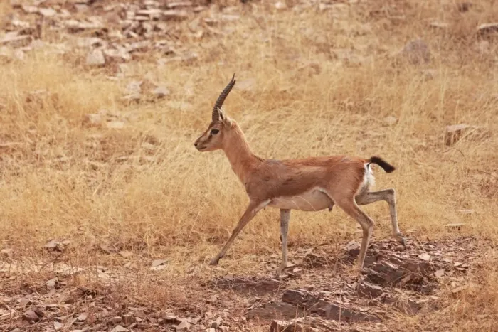 Framed Print : Chinkara / Indian Gazelle, Ranthambhor National Park, India Framed Print : Chinkara / Indian Gazelle, Ranthambhor National Park, India